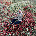 Tonnes of apples